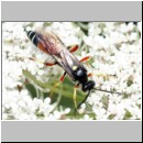Ctenichneumon panzeri - Schlupfwespe m04c 14mm - OS-Wallenhorst Sandgrube det06.jpg
